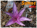 Samos_2007_V4_358